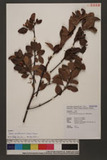 Taxillus pseudochinensis (Yamamoto) Danser KH
