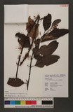 Taxillus rhododendricolus (Hayata) S. T. Chiu YH