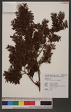 Taxus sumatrana (M...