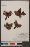 Myrica adenophora Hance var. kusanoi Hayata C