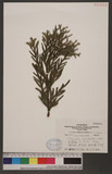 Thujopsis dolabrata (Thunb. ex L. f.) Siebold & Zucc.