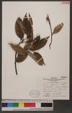 Castanopsis carlesii (Hemsl.) Hayata var. sessilis Nakai ծ