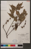 Castanopsis carlesii (Hemsl.) Hayata 