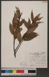 Castanopsis carlesii (Hemsl.) Hayata 