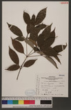 Cyclobalanopsis repandaefolia (Liao) Liao iR
