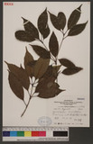 Cyclobalanopsis repandaefolia (Liao) Liao iR