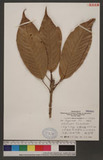 Lithocarpus kawakamii (Hayata) Hayata