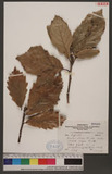 Quercus aliena Blume var. acutiserrata Maxim. ex Wenzig R