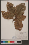 Quercus aliena Blume var. acutiserrata Maxim. ex Wenzig R