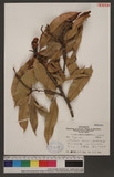 Lithocarpus hancei (Benth.) Rehder var. arisanensis A 高山三斗石櫟