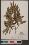 Cyclobalanopsis hypophaea (Hayata) Kudo ǭIR