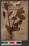 Lithocarpus brevic...