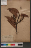 Lithocarpus brevicaudatus (Skan) Hayata