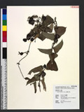 Dioscorea japonica...