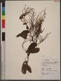 Dioscorea bulbifera L. W