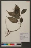 Pilea plataniflora...
