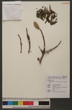 Korthalsella japonica (Thunb.) Engler, Engler & Prantl. ̸H