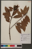 Pasania hancei (Benth.) Schottky var. ternaticupula (Hayata) J. C. Liao TR