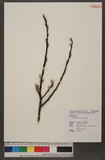 Salix fulvopubescens Hayata Ťh