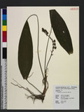 Peliosanthes macrostegia Hance Gyl