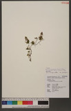 Crepidomanes schmidtianum (Zenker ex Taschn.) K. Iwats var. latifrons (v. d. Bosch) K. Iwats. e~