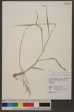 Eriochloa procera (Retz.) C. E. Hubb. 
