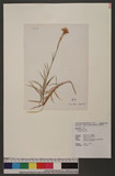 Dianthus superbus L.