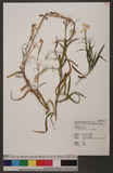 Dianthus palinensis S. S. Ying ڳۦ