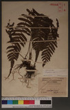 Thelypteris esquirolii (H. Christ) Ching ׸P