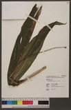 Alpinia japonica (...