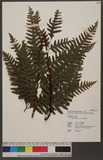 Pteris tokioi Masamune a