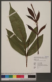 Tectaria harlandii (Hook.) C. M. Kuo Fֿ