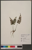 Asplenium subnormale Copel. pK