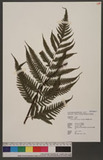 Tectaria dissecta (G. Forst.) Lellinger nvTe