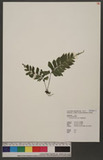 Asplenium excisum C. Presl ŸK