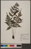 Athyrium iseanum Rosenst. var. angustisectum Tagawa Xws\