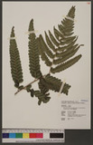 Microlepia marginata (Panzer) C. Chr. var. bipinnata Makino 臺北鱗蓋蕨