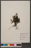 Cephalomanes obscurum (Blume) K. Iwats. u