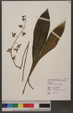 Calanthe graciliflora Hayata Ӫڸ`