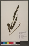Lomariopsis spectabilis (Kunze) Mett. ùÿ
