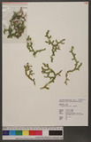 Selaginella boninensis Bak. pf