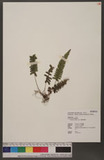 Lindsaea obtusa J....