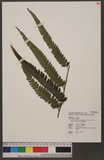 Microlepia marginata (Panzer) C. Chr. var. bipinnata Makino O_\