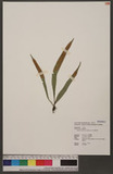 Lepisorus tosaensis (Makino) H. Ito ˸