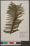 Polystichum parvipinnulum Tagawa yտ