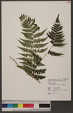 Dryopteris marginata (Wall.) Christ T