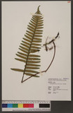 Goniophlebium niponicum (Mett.) Bedd. js