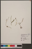 Ophioglossum thermale Komarov 狹葉瓶爾小草