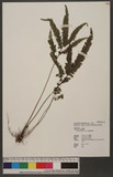 Lindsaea obtusa J. Sm. w