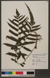 Cyclosorus ensifera (Tagawa) K. Iwats yp